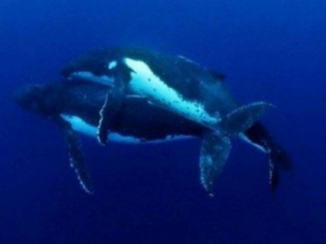 Θαλάσσιο σεξ που... έγραψε ιστορία