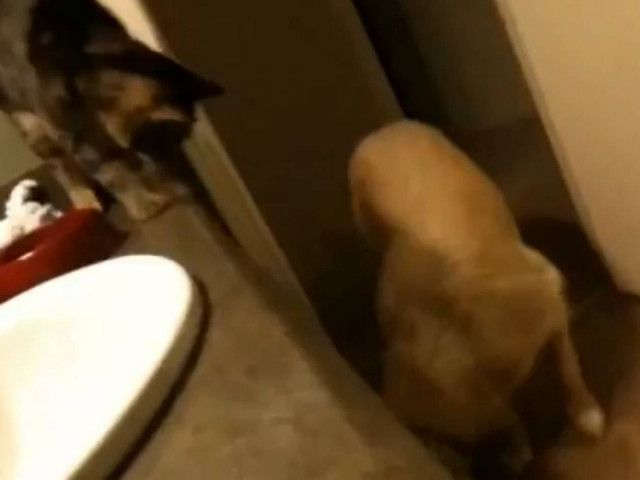 Εκπληκτικό: Γάτα ταΐζει σκύλο που δεν φτάνει το πιάτο του! (vid)