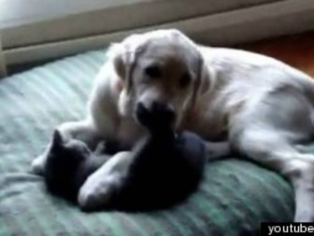 Το γλυκό βίντεο της ημέρας: Σκύλος και γάτα, οι καλύτεροι φίλοι