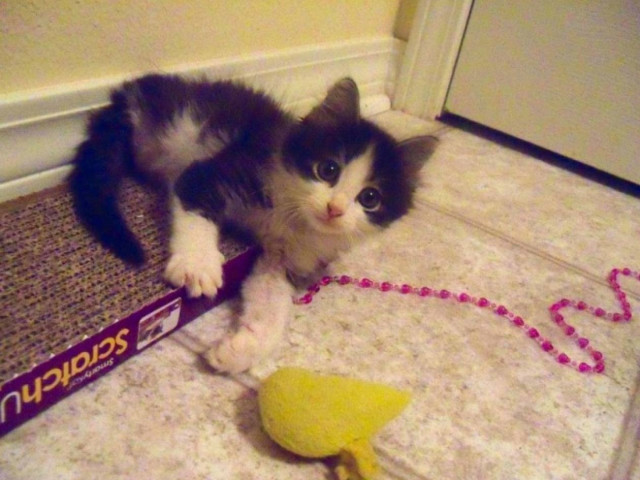 Παράδειγμα ζωής: Ο παιχνιδιάρης γατούλης με τα δύο πόδια (vid)