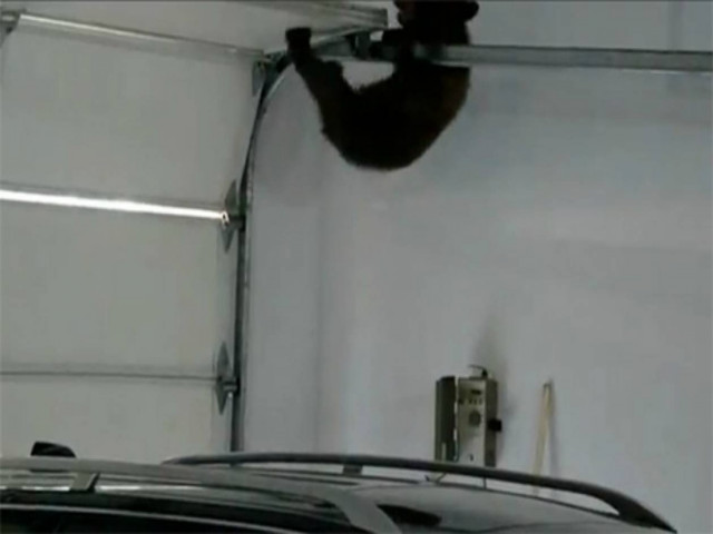 Μαμά αρκούδα ανοίγει γκαράζ για να σώσει το αρκουδάκι της (vid)