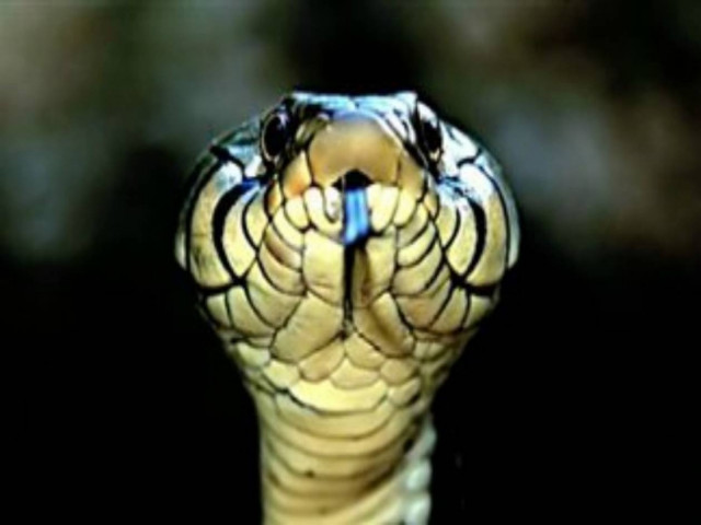 Ηράκλειο Κρήτης: Φίδι σπέρνει τον πανικό!