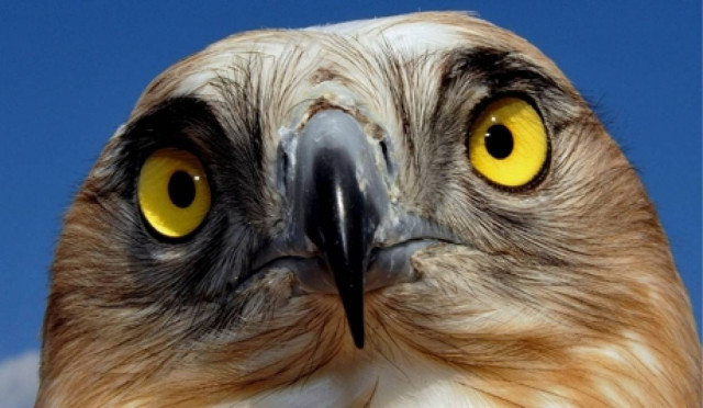 Σε χέρια απαγωγέων το διάσημο γεράκι του Ουίμπλετον