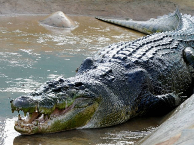 Γνωρίστε τον μεγαλύτερο κροκόδειλο στον κόσμο! (pics)