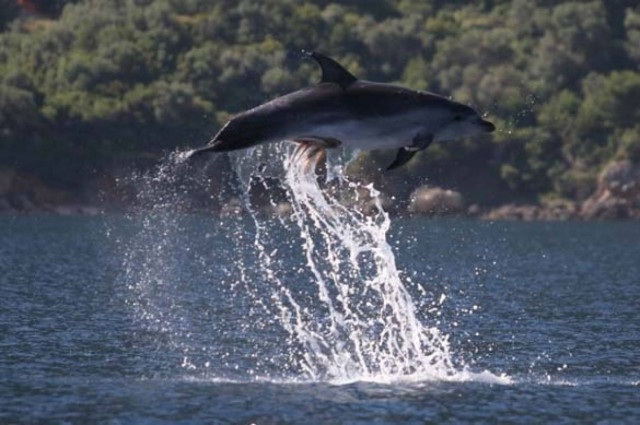 Δελφίνι «κουβαλάει» χταπόδι