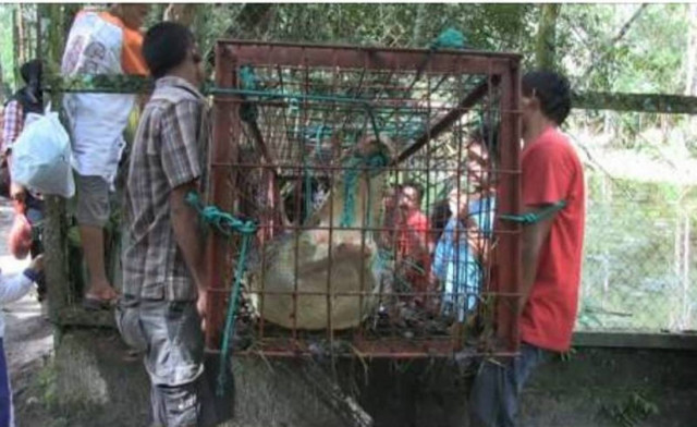 Ένας κροκόδειλος ονόματι Ολάντ