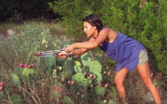 Φραγκοσυκιά: Η καλλιέργειά της μπορεί να φέρει σημαντικά κέρδη