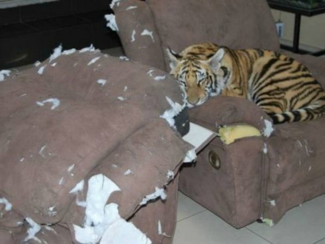 Αυτά παθαίνεις όταν έχεις για κατοικίδιο μια τίγρη! (pics)