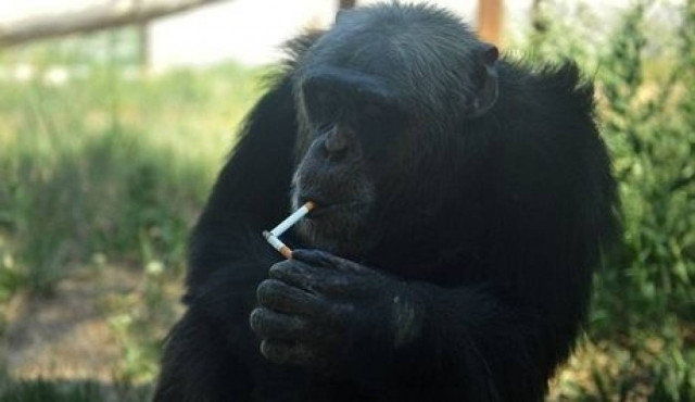 Ο χιμπαντζής που πίνει μπύρες και καπνίζει