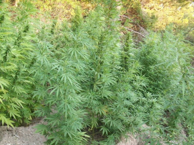 Καλαμάτα: Εντοπίστηκε καλλιέργεια με 70 δενδρύλλια χασίς