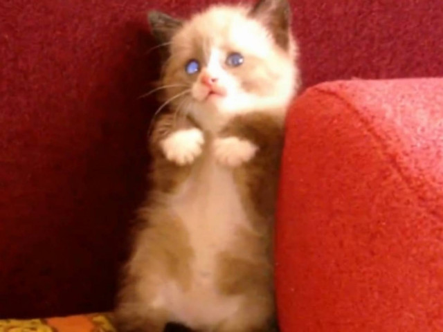 Βίντεο: Το γατάκι και η ηλεκτρική σκούπα!