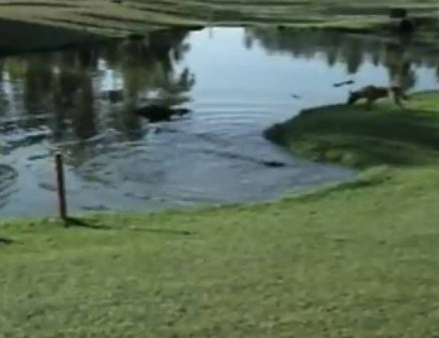 Βίντεο: Κροκόδειλος εναντίον σκύλου