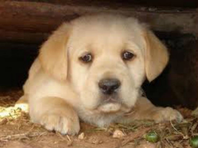 Γιατί να υιοθετήσετε το σκύλο που δεν θέλουν οι άλλοι