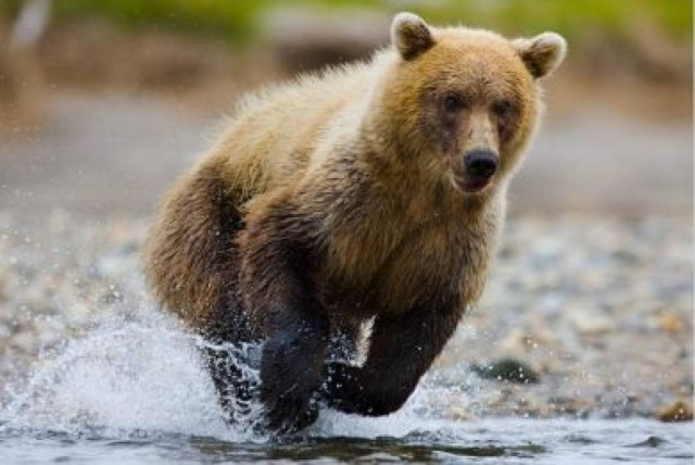 Υπέρ της «άτακτης» αρκούδας ο Οικουμενικός Πατριάρχης