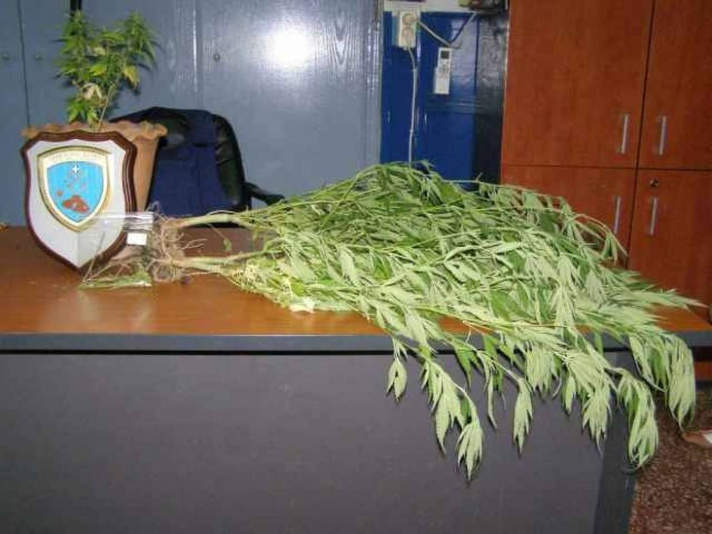 Καλλιεργούσαν κάνναβη σε αυλή παιδότοπου!