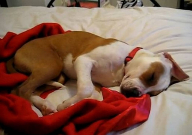 Βίντεο: Ο σκύλος που ονειρεύεται και κλαίει