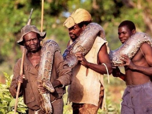 Εντυπωσιακό: Δείτε πως πιάνουν τα ανακόντα! (pics)