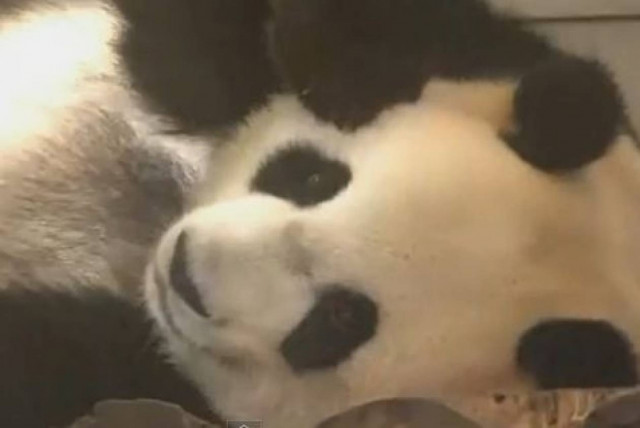 Βίντεο: Γεννήθηκε το πρώτο Πάντα μετά από 24 χρόνια