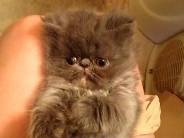 Βίντεο: To γλυκό γατάκι που δεν μπορεί να παραμείνει με τίποτα ξύπνιο