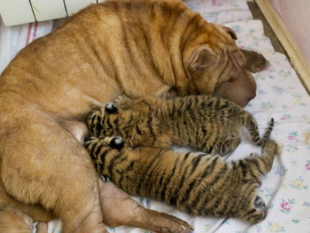 Σκυλίτσα υιοθέτησε τιγράκια (pics)