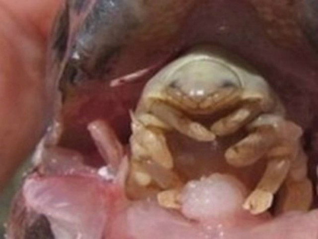 Tεράστια ψείρα αντικαθιστά τη γλώσσα των ψαριών!