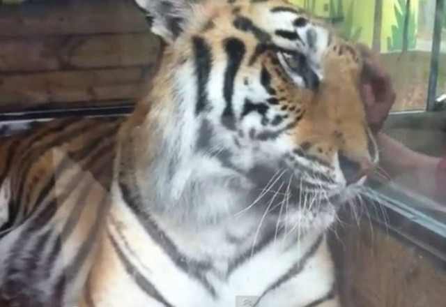 Μη γελάς με την τίγρη…