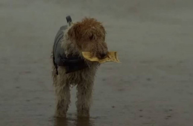 Βίντεο: Γιατί ο σκύλος δεν μας προδίδει ποτέ