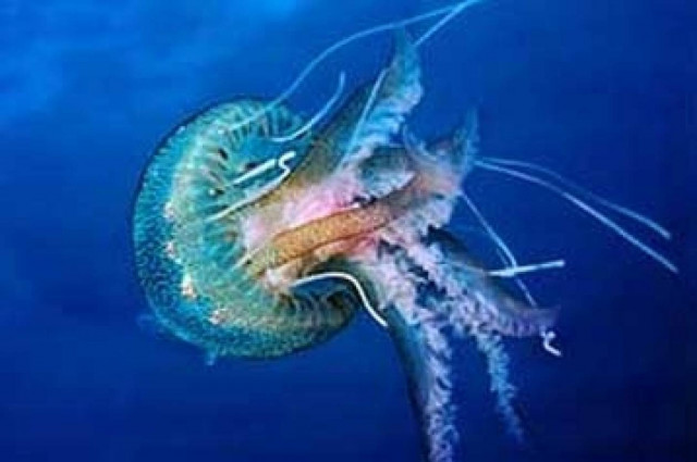 Τι κάνουμε όταν μας τσιμπήσει τσούχτρα