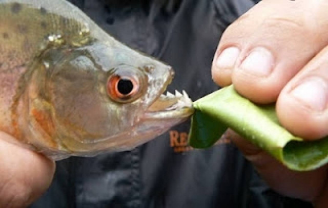 Πιράνχας επιτέθηκε σε δυο ανθρώπους
