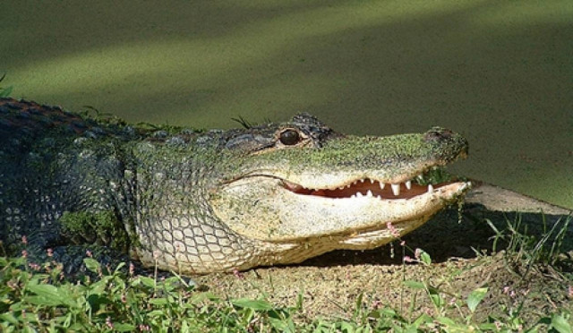 Του έκοψε το χέρι ο αλιγάτορας