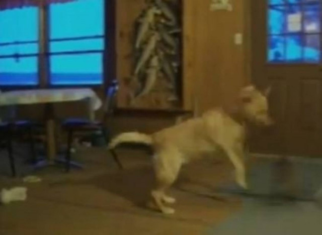 Ο σκύλος που…περιστρέφεται