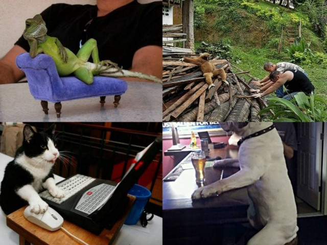 Όταν τα ζώα αράζουν σαν άνθρωποι... (pics)