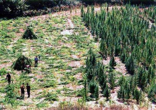 Αλβανία: Η αστυνομία ξήλωνε το χασίς, οι χωρικοί πυροβολούσαν...