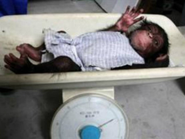 Μωρό χιμπατζής ποζάρει στο φακό! (pics)