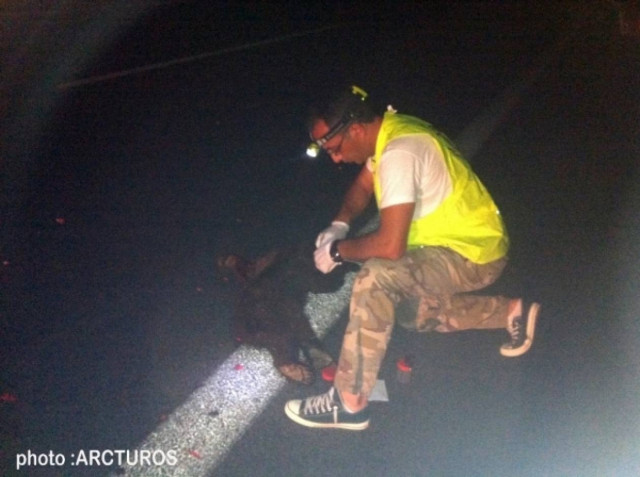 Νεκρά δυο ακόμη αρκουδάκια