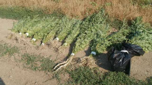 Εντόπισαν 284 δενδρύλλια κάνναβης που άνηκαν… στη φύση