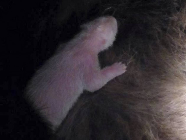 Πέθανε το μωρό πάντα στο Τόκιο