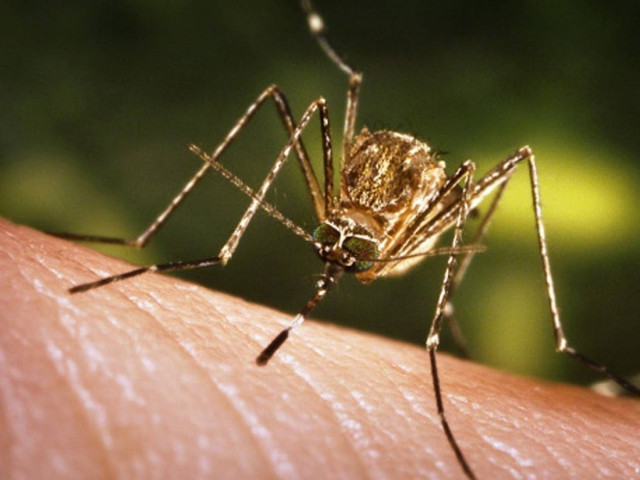 Τρία νέα κρούσματα του Δυτικού Νείλου στα Νότια Προάστια