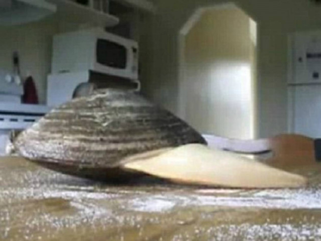 Απίθανο! Μύδι γλείφει αλάτι πάνω σε τραπέζι! (vid)