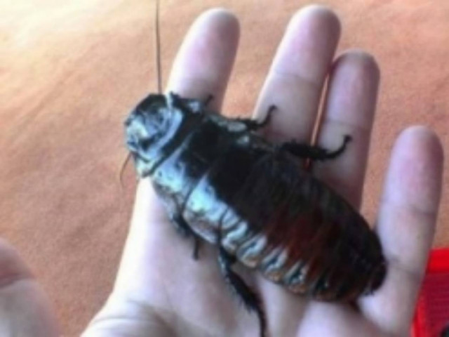 Εισβολή από σμήνη εντόμων σε χωριά της Κρήτης!