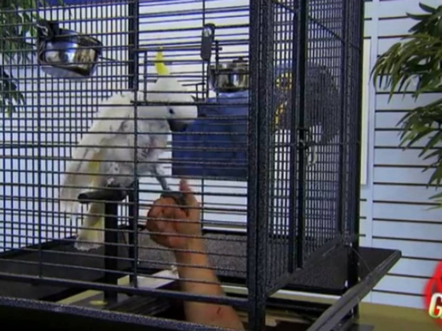 Απίστευτη φάρσα: O παπαγάλος το σκασε!