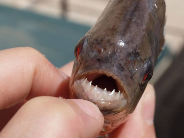 Δέκα πράγματα που δεν ξέρατε για τα πιράνχας!