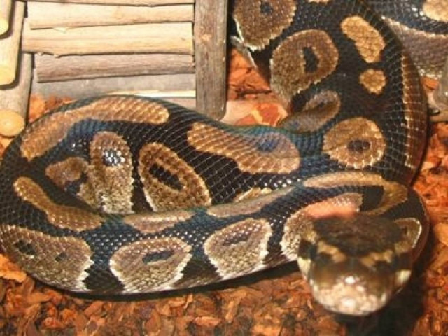 Δείτε τα μεγαλύτερα φίδια του κόσμου