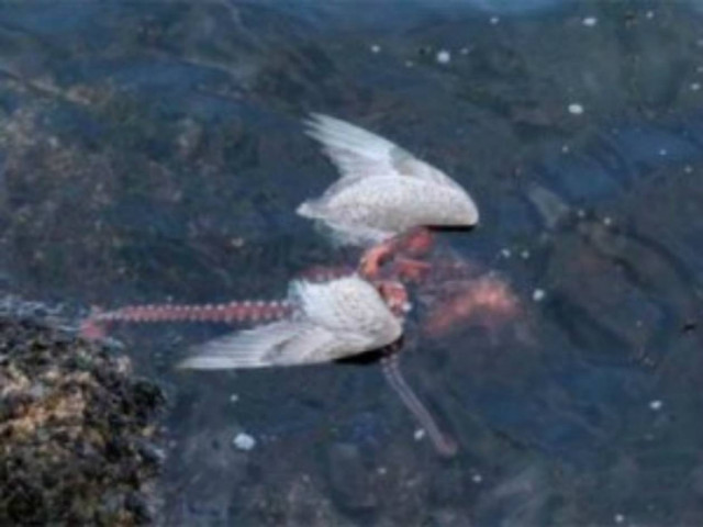 Φωτογραφίες: Χταπόδι πνίγει γλάρο τραβώντας τον στο βυθό!