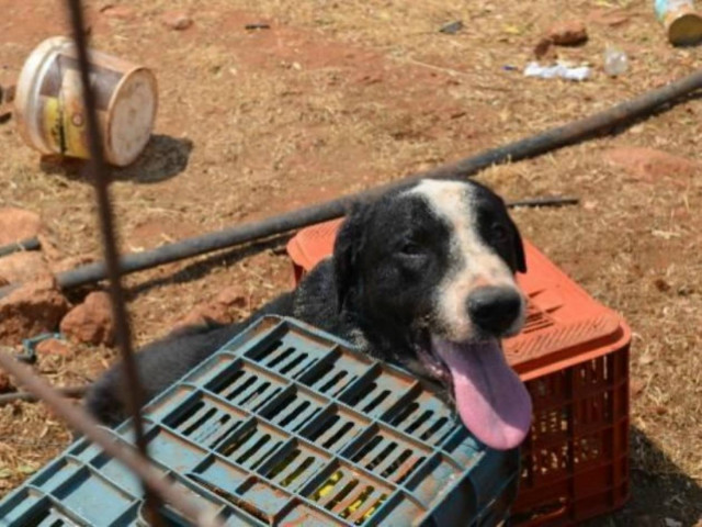 Πέθανε αλυσοδεμένος σκύλος στα Χανιά κάτω από τον καυτό ήλιο!