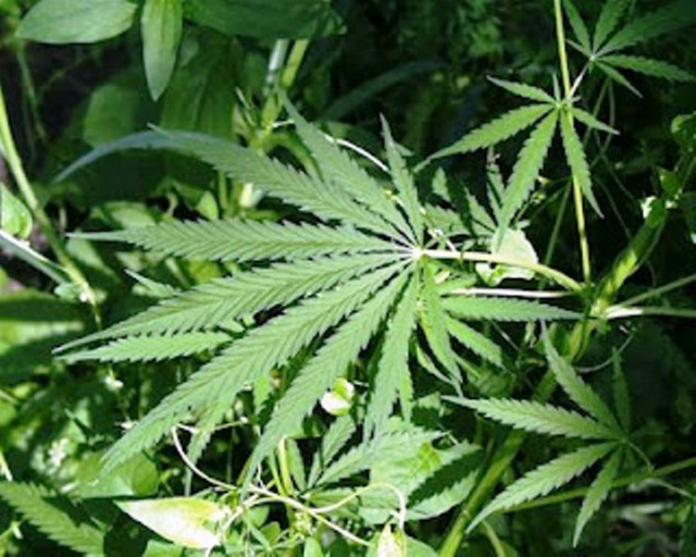 Έκρυβε στον κήπο του επτά δενδρύλλια κάνναβης