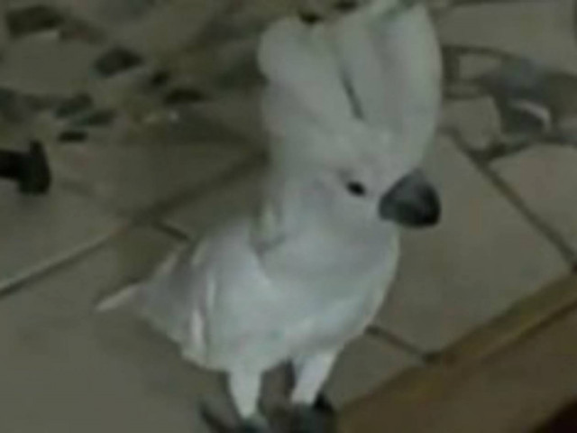 Παπαγάλος μιμείται εκπληκτικά γαύγισμα σκύλου!