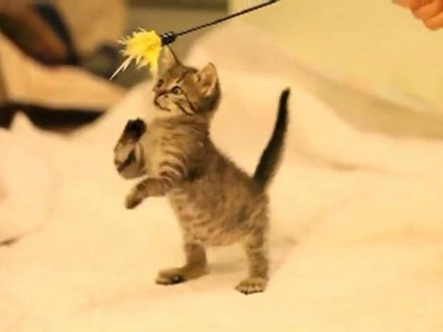 Mάθημα ζωής: Συγκινεί το γατάκι που γεννήθηκε με κινητικά προβλήματα