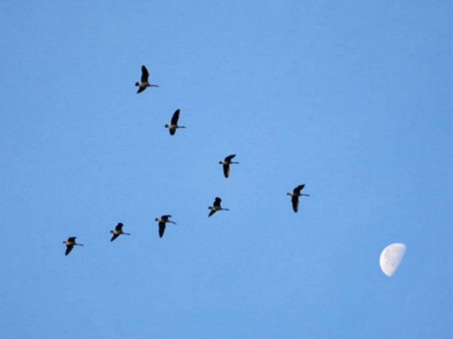 Γιατί τα πουλιά πετούν σε σχηματισμό V;