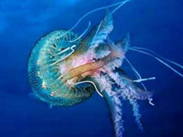 Οι εξωγήινοι μοιάζουν με τσούχτρες!